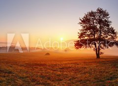 Samolepka flie 100 x 73, 47055686 - Alone tree on meadow at sunset with sun and mist - panorama - Samostatn strom na louce pi zpadu slunce se sluncem a mlhou