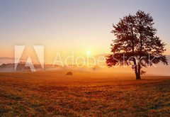 Fototapeta174 x 120  Alone tree on meadow at sunset with sun and mist  panorama, 174 x 120 cm