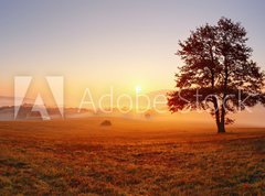 Fototapeta330 x 244  Alone tree on meadow at sunset with sun and mist  panorama, 330 x 244 cm