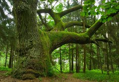 Fototapeta174 x 120  Mighty oak., 174 x 120 cm
