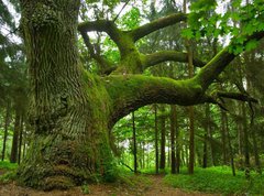 Samolepka flie 270 x 200  Mighty oak., 270 x 200 cm