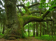 Fototapeta330 x 244  Mighty oak., 330 x 244 cm