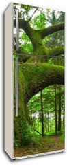 Samolepka na lednici fólie 80 x 200, 4757840 - Mighty oak. - Mocný dub.