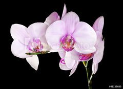 Fototapeta pltno 240 x 174, 48136683 - light pink orchid flowers branch on black - svtle rov orchidejov kvty vtev na ernm