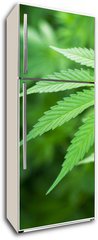 Samolepka na lednici flie 80 x 200, 48156966 - Young cannabis plant marijuana plant detail