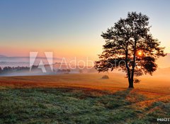 Fototapeta100 x 73  Alone tree on meadow at sunset with sun and mist, 100 x 73 cm