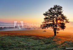 Fototapeta vliesov 145 x 100, 48621317 - Alone tree on meadow at sunset with sun and mist