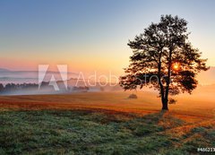 Fototapeta200 x 144  Alone tree on meadow at sunset with sun and mist, 200 x 144 cm