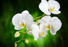 Fototapeta145 x 100  orchid, 145 x 100 cm