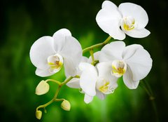 Fototapeta plátno 160 x 116, 48780289 - orchid - orchidej