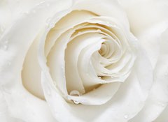 Fototapeta vliesov 100 x 73, 48880652 - white rose