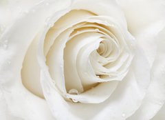 Fototapeta papír 160 x 116, 48880652 - white rose - bílá růže