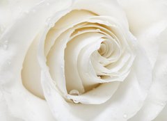 Fototapeta papr 160 x 116, 48880652 - white rose - bl re