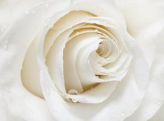Fototapeta330 x 244  white rose, 330 x 244 cm