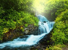 Fototapeta330 x 244  Creek in forest, 330 x 244 cm