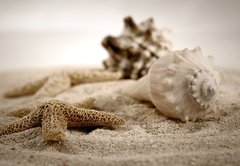 Fototapeta174 x 120  seashells on the sand, 174 x 120 cm