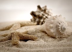 Samolepka flie 200 x 144, 489827 - seashells on the sand