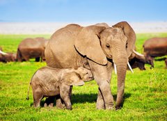 Fototapeta pltno 240 x 174, 49494592 - Elephants family on savanna. Safari in Amboseli, Kenya, Africa - Rodina slon na savan. Safari v Amboseli, Kea, Afrika