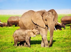 Fototapeta papr 254 x 184, 49494592 - Elephants family on savanna. Safari in Amboseli, Kenya, Africa - Rodina slon na savan. Safari v Amboseli, Kea, Afrika