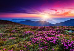 Samolepka flie 145 x 100, 49545683 - flower