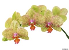 Samolepka flie 100 x 73, 4976383 - bunch of yellow orchid flowers - banda lutch kvt orchideje