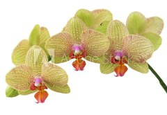 Samolepka flie 145 x 100, 4976383 - bunch of yellow orchid flowers