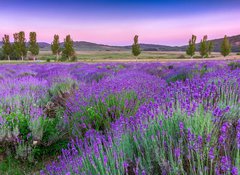 Fototapeta vliesov 100 x 73, 49777064 - Sunset over a summer lavender field in Tihany, Hungary