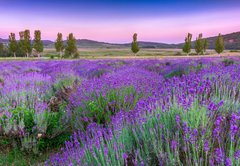 Samolepka flie 145 x 100, 49777064 - Sunset over a summer lavender field in Tihany, Hungary - Zpad slunce nad letn levandule pole v Tihany, Maarsko