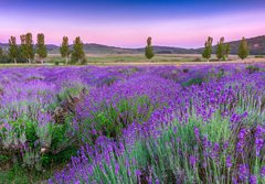 Fototapeta184 x 128  Sunset over a summer lavender field in Tihany, Hungary, 184 x 128 cm