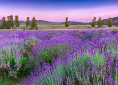 Fototapeta vliesov 200 x 144, 49777064 - Sunset over a summer lavender field in Tihany, Hungary - Zpad slunce nad letn levandule pole v Tihany, Maarsko