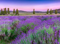 Fototapeta papr 254 x 184, 49777064 - Sunset over a summer lavender field in Tihany, Hungary