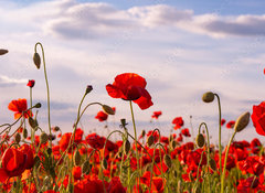 Samolepka flie 100 x 73, 499070572 - Anzac Day memorial poppies. Field of red poppy flowers to honour fallen veterans soldiers in battle of Anzac armistice day. Wildflowers blooming poppy field landscape. Meadow with flowers.