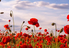 Samolepka flie 145 x 100, 499070572 - Anzac Day memorial poppies. Field of red poppy flowers to honour fallen veterans soldiers in battle of Anzac armistice day. Wildflowers blooming poppy field landscape. Meadow with flowers.