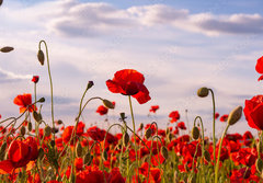 Fototapeta papr 184 x 128, 499070572 - Anzac Day memorial poppies. Field of red poppy flowers to honour fallen veterans soldiers in battle of Anzac armistice day. Wildflowers blooming poppy field landscape. Meadow with flowers.