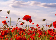 Samolepka flie 200 x 144, 499070572 - Anzac Day memorial poppies. Field of red poppy flowers to honour fallen veterans soldiers in battle of Anzac armistice day. Wildflowers blooming poppy field landscape. Meadow with flowers.