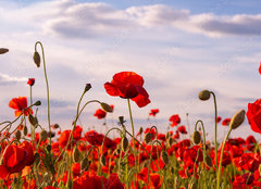 Fototapeta pltno 240 x 174, 499070572 - Anzac Day memorial poppies. Field of red poppy flowers to honour fallen veterans soldiers in battle of Anzac armistice day. Wildflowers blooming poppy field landscape. Meadow with flowers.