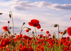 Fototapeta papr 254 x 184, 499070572 - Anzac Day memorial poppies. Field of red poppy flowers to honour fallen veterans soldiers in battle of Anzac armistice day. Wildflowers blooming poppy field landscape. Meadow with flowers.