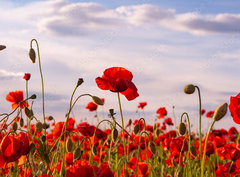 Fototapeta pltno 330 x 244, 499070572 - Anzac Day memorial poppies. Field of red poppy flowers to honour fallen veterans soldiers in battle of Anzac armistice day. Wildflowers blooming poppy field landscape. Meadow with flowers.