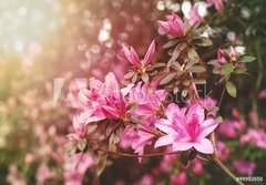 Fototapeta papr 184 x 128, 49992650 - Spring Azaleas in Soft Sunlight