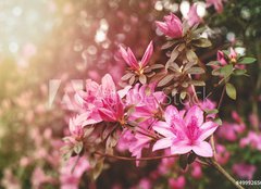 Fototapeta pltno 240 x 174, 49992650 - Spring Azaleas in Soft Sunlight - Jarn azalky v mkkm slunenm svtle