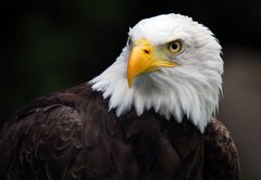 Samolepka flie 145 x 100, 5007416 - American Bald Eagle (Haliaeetus leucocephalus)
