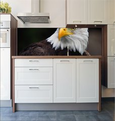 Fototapeta do kuchyn flie 180 x 60, 5007416 - American Bald Eagle (Haliaeetus leucocephalus) - Americk orel blohlav (Haliaeetus leucocephalus)