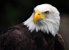 Samolepka flie 200 x 144, 5007416 - American Bald Eagle (Haliaeetus leucocephalus)