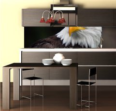 Fototapeta do kuchyn flie 260 x 60  American Bald Eagle (Haliaeetus leucocephalus), 260 x 60 cm