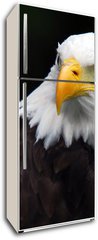 Samolepka na lednici flie 80 x 200, 5007416 - American Bald Eagle (Haliaeetus leucocephalus)