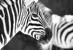 Fototapeta145 x 100  monochrome photo  detail head zebra in ZOO, 145 x 100 cm