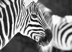 Fototapeta plátno 160 x 116, 50298303 - monochrome photo - detail head zebra in ZOO - monochromatické fotografie