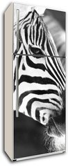Samolepka na lednici fólie 80 x 200, 50298303 - monochrome photo - detail head zebra in ZOO - monochromatické fotografie