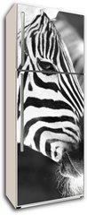 Samolepka na lednici flie 80 x 200  monochrome photo  detail head zebra in ZOO, 80 x 200 cm