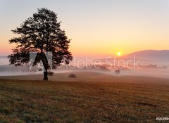 Fototapeta vliesov 100 x 73, 50398429 - Alone tree on meadow at sunset with sun and mist - panorama